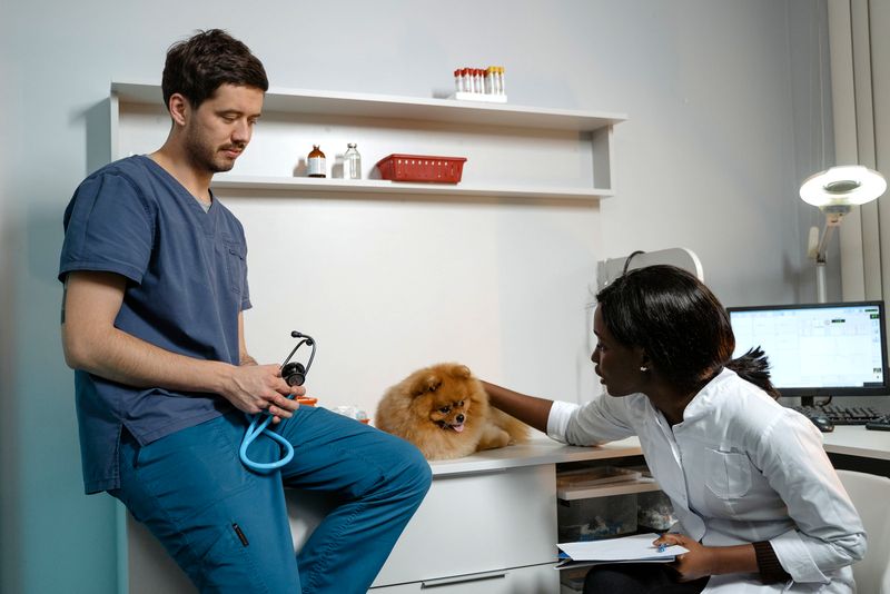 Dog Arthritis, how to help Dog Arthritis, how to help
