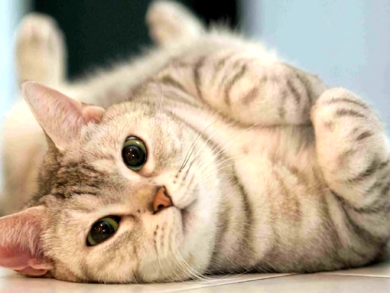 Cat Rabies, how to help Cat Rabies, how to help