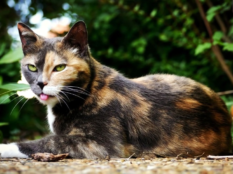 Cat Sneezing, how to help Cat Sneezing, how to help