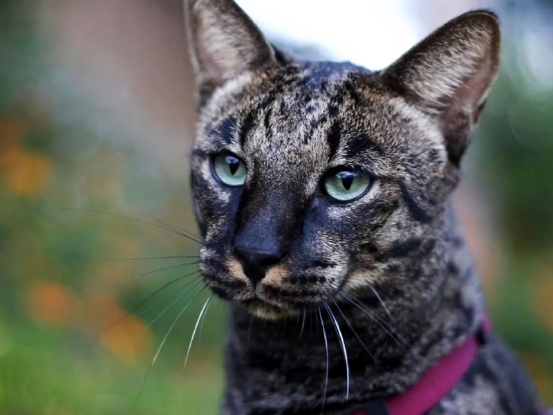 Cat Tapeworms, how to help Cat Tapeworms, how to help