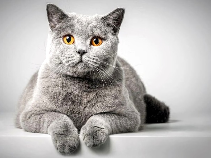 Cat Diarrhoea, how to help Cat Diarrhoea, how to help