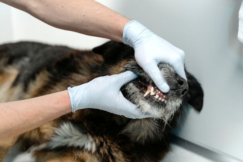 Dog Fleas, how to help Dog Fleas, how to help