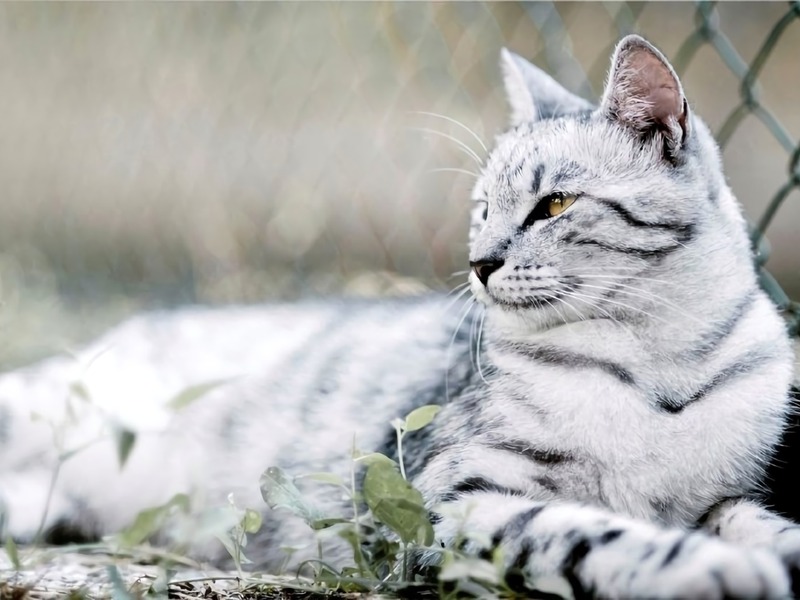 Cat Heart Worm, how to help Cat Heart Worm, how to help