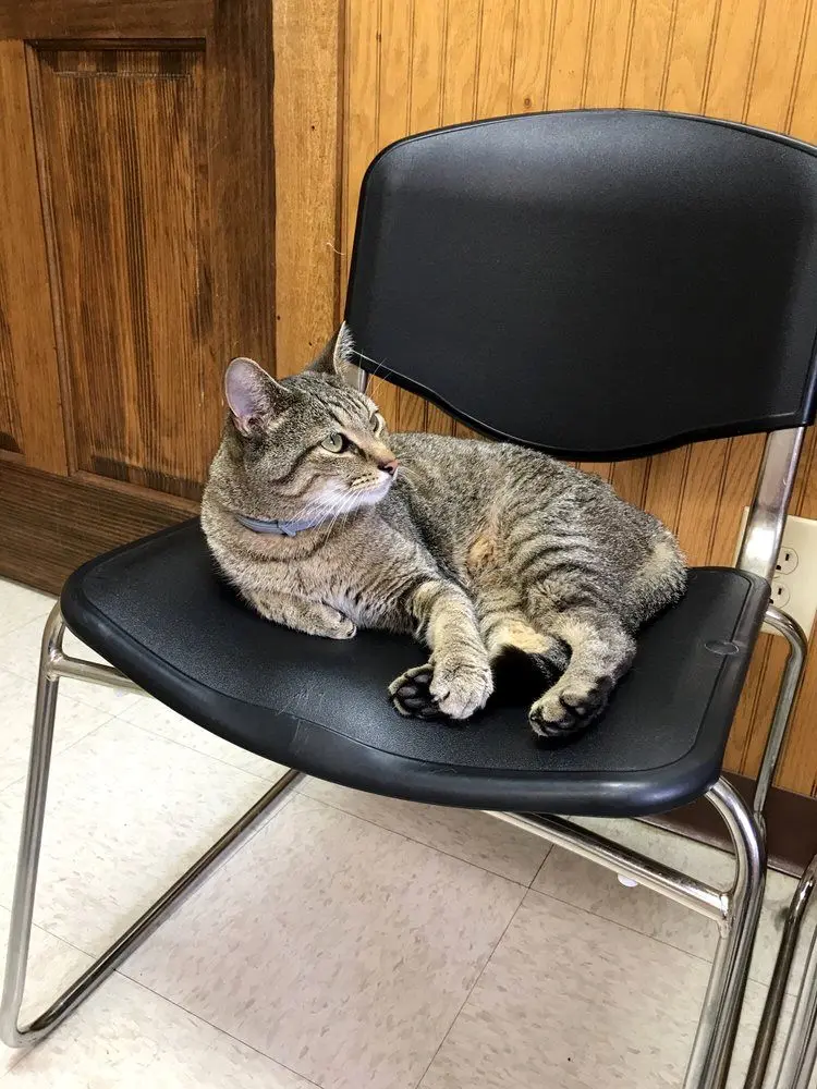 Battle Ground Veterinary Clinic Battle Ground Veterinary Clinic