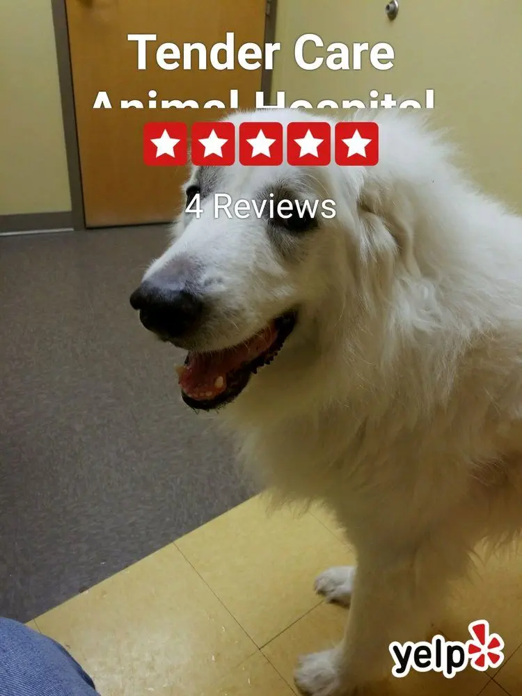Tender Care Animal Hospital Tender Care Animal Hospital