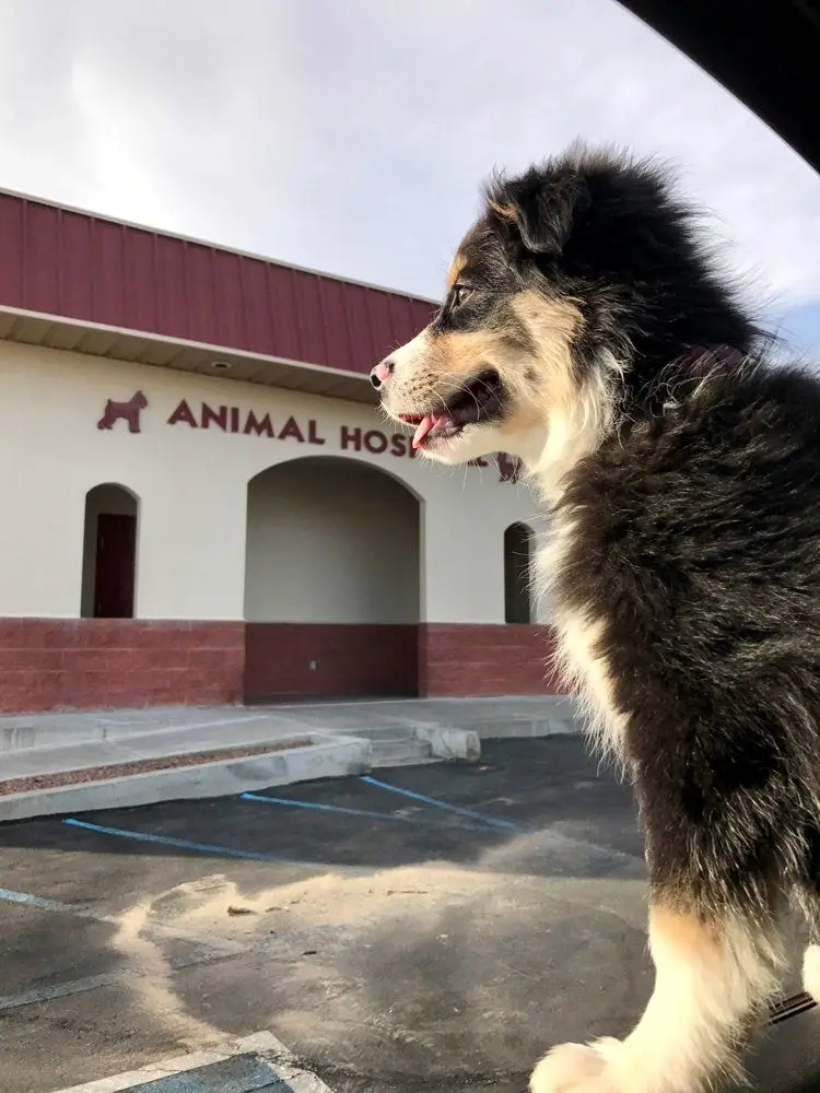 Animal Hospital and Emergency Center of Las Cruces