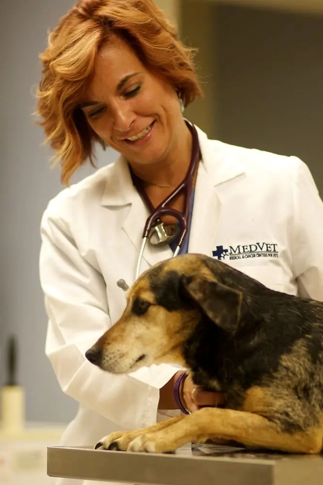 MedVet Toledo MedVet Toledo