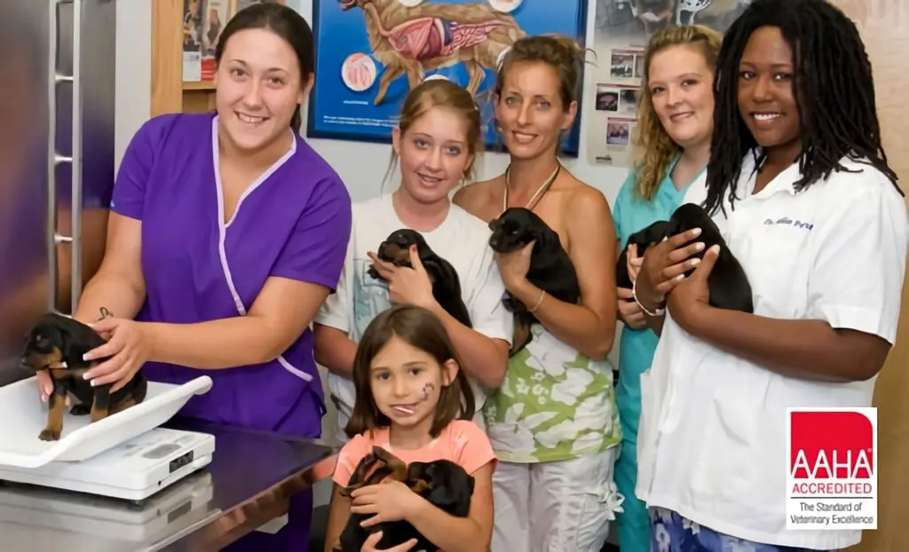 ALL PET ANIMAL HOSPITAL ALL PET ANIMAL HOSPITAL
