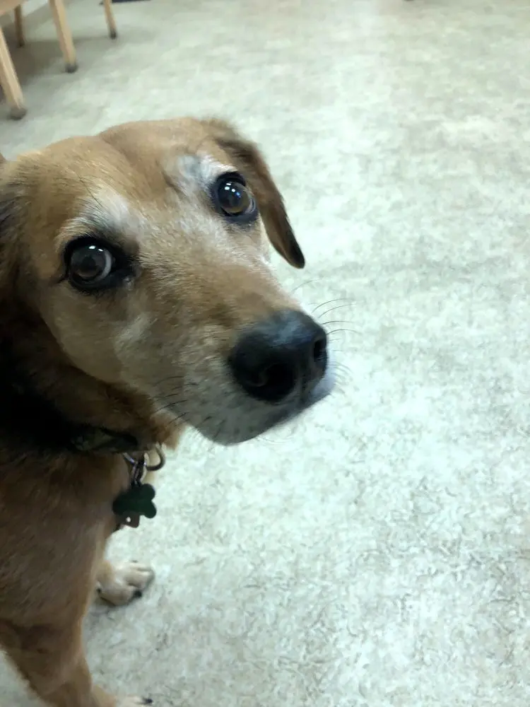 Ardmore Animal Hospital Ardmore Animal Hospital