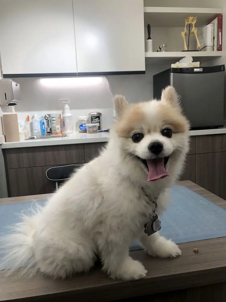 Animal Clinic Animal Clinic