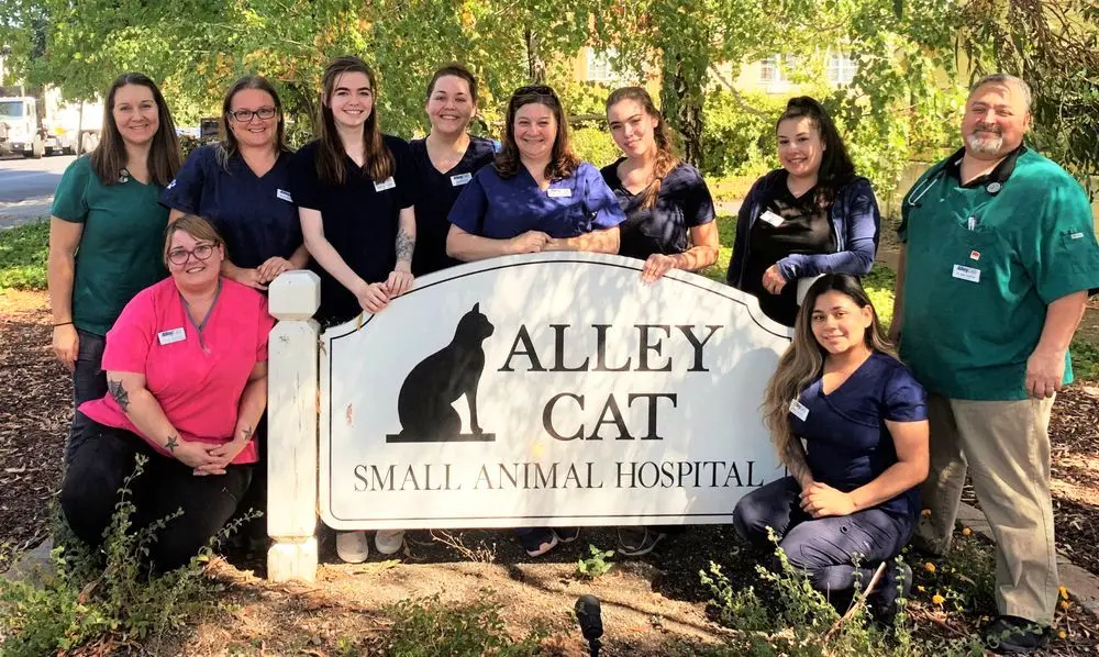 Alley Cat Small Animal Hospital