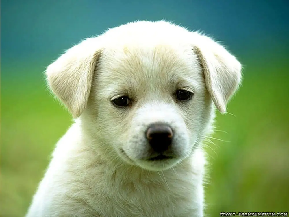 Leawood Plaza Animal Hospital Leawood Plaza Animal Hospital