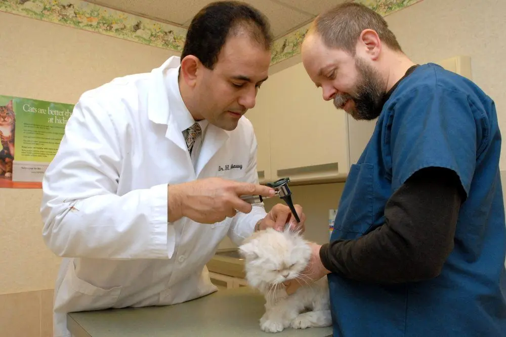 Lincoln Avenue Cat Hospital Lincoln Avenue Cat Hospital