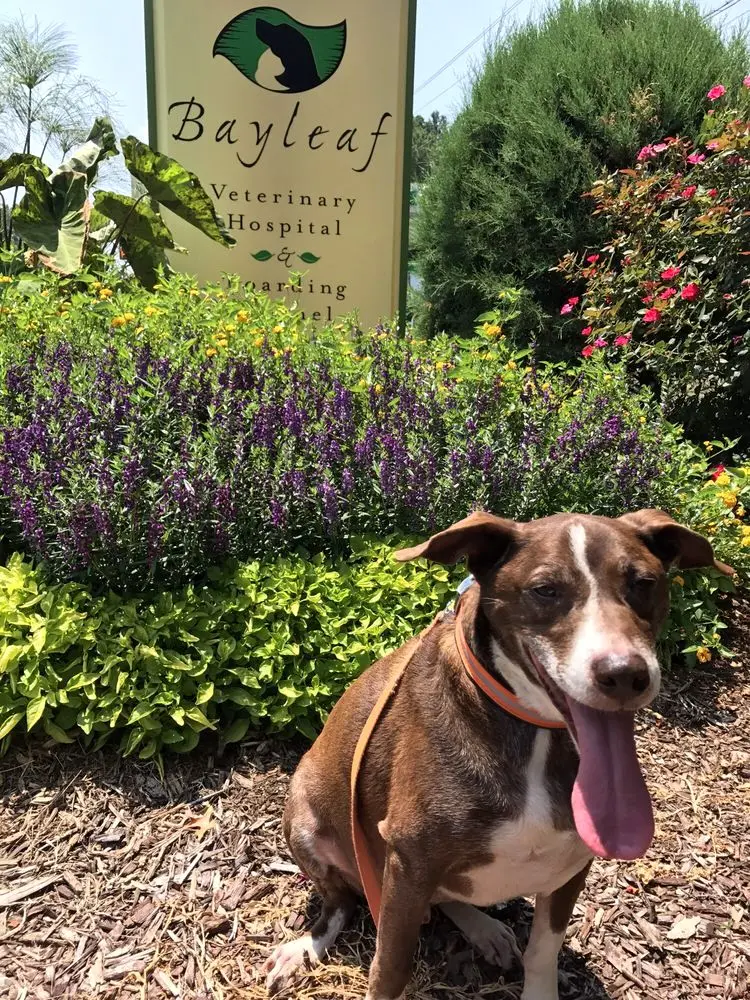 Bayleaf Veterinary Hospital & Boarding Kennel Bayleaf Veterinary Hospital & Boarding Kennel