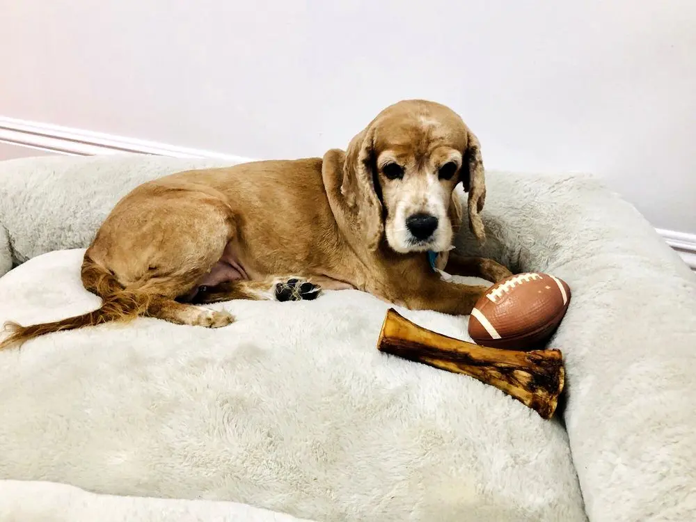 Center-Sinai Animal Hospital