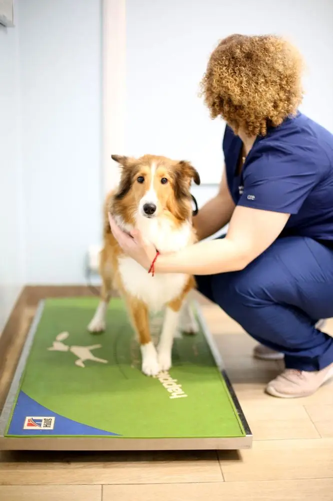 Rye Harrison Veterinary Hospital Rye Harrison Veterinary Hospital