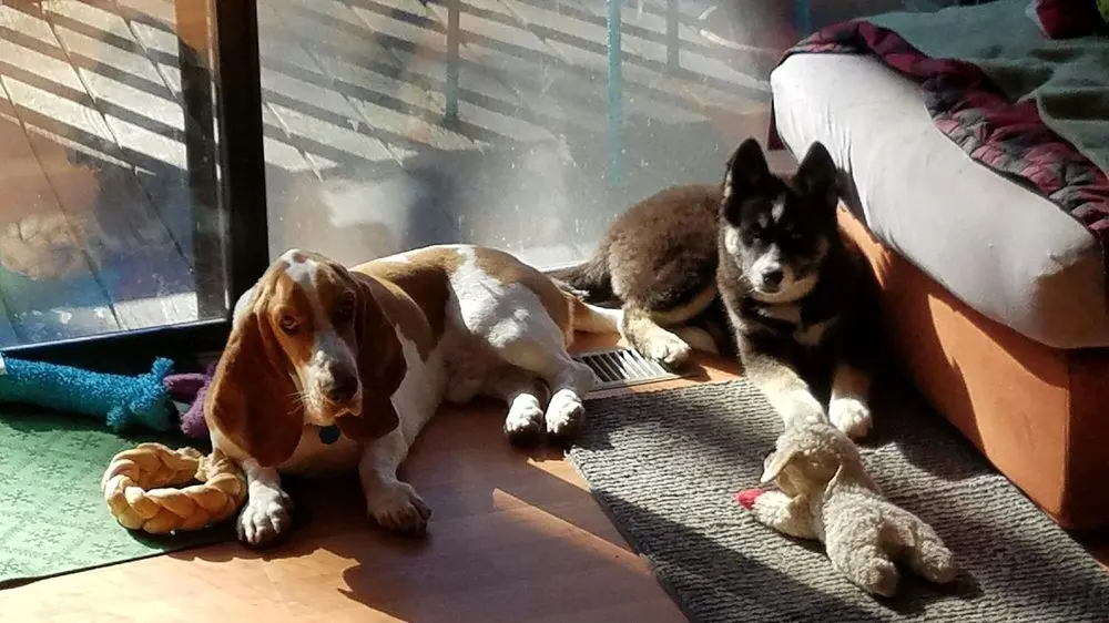 Muddy Branch Veterinary Center