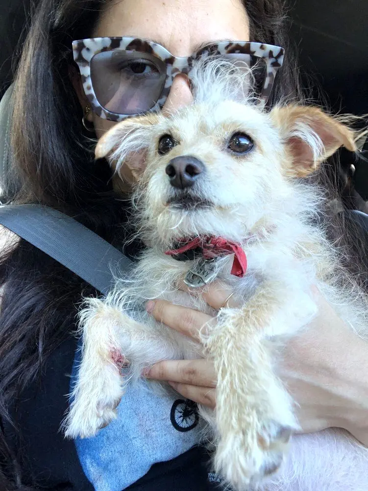 Rose City Veterinary Hospital