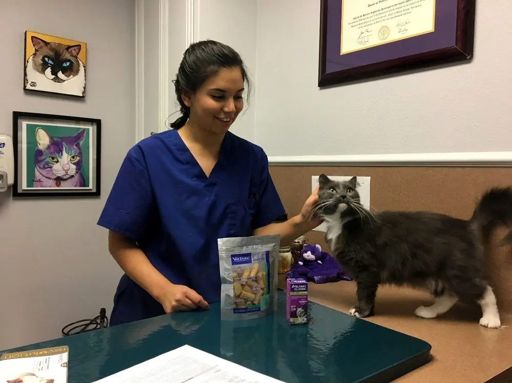 Rice Village Animal Hospital Rice Village Animal Hospital