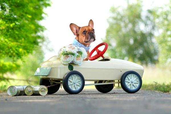 ¿Rover el Portador de Anillos? Cómo entrenar a un perro para su boda