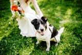 Tipps für die Einbeziehung Ihres Hundes in die Hochzeit