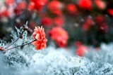 Saisonale Winterblumen