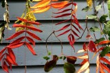 Tela de fondo de hojas de otoño para bricolaje