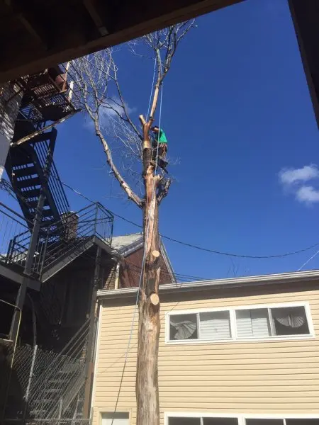 A & F Tree Removal