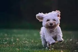 Air Capital Veterinary Clinic