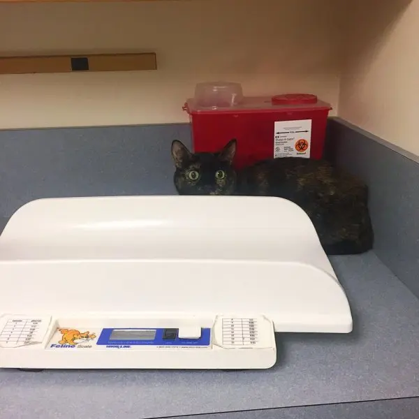 Acoaxet Veterinary Clinic