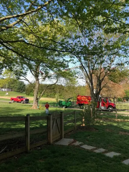 A & A Tree Experts A & A Tree Experts