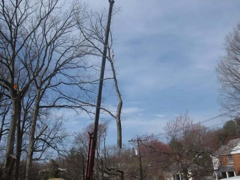 Adirondack Tree Experts Adirondack Tree Experts