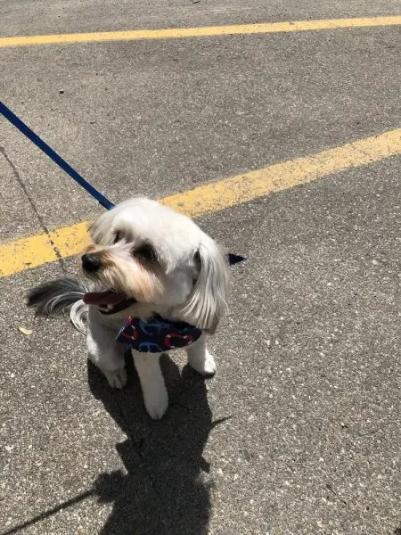 A Tail's A Waggin A Tail's A Waggin