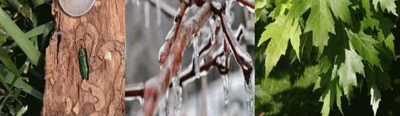 Walker Tree Service Walker Tree Service