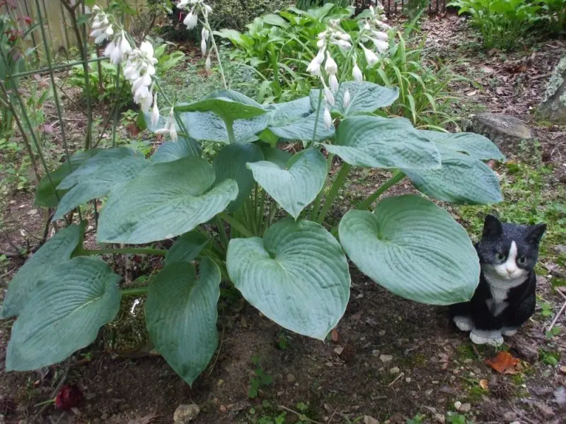 Frank's Perennial Border & Southern Soother Frank's Perennial Border & Southern Soother