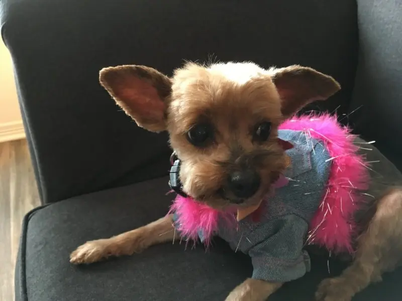 4-Paws N A Tail 4-Paws N A Tail