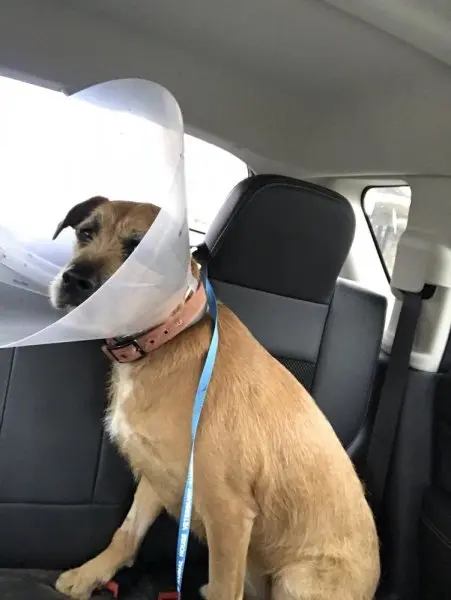 Animal House Veterinary Clinic Animal House Veterinary Clinic