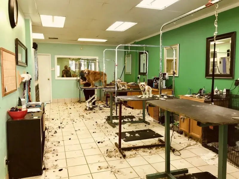 A Pet Parlor A Pet Parlor