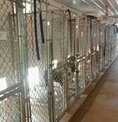 Country Mile Kennel Country Mile Kennel
