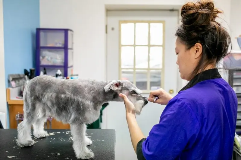 Creature Comforts Veterinary Service Creature Comforts Veterinary Service