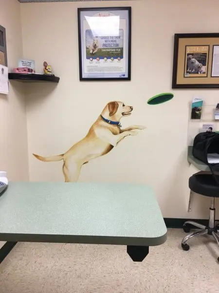 Fox Valley Veterinary Service Fox Valley Veterinary Service