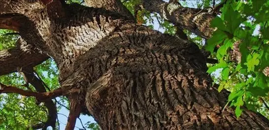 Affordable Tree Services