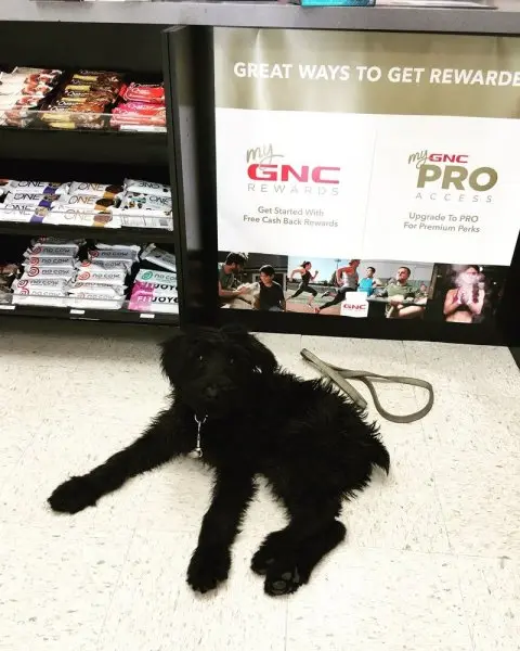 GNC GNC