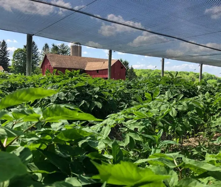 Hsu's Ginseng Enterprises Hsu's Ginseng Enterprises