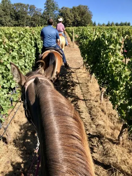 Equestrian Wine Tours Equestrian Wine Tours