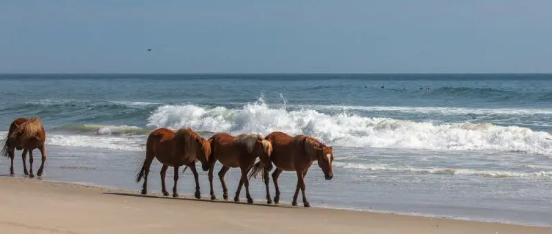 Bob's Wild Horse Tours Bob's Wild Horse Tours