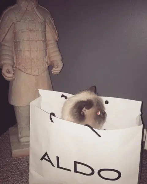 Aldo Shoes Aldo Shoes