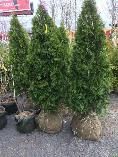 Brick's Garden Center Brick's Garden Center