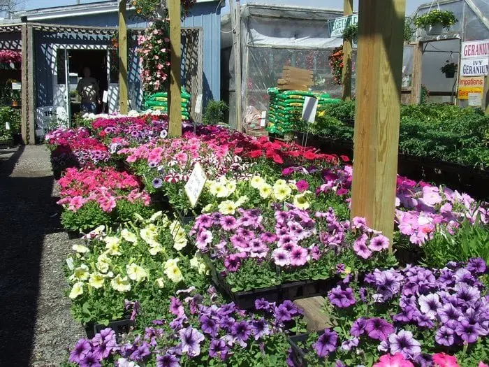 Coia's Garden Market Coia's Garden Market