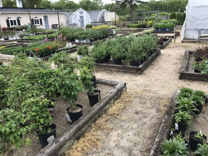 Mazur Nursery Mazur Nursery